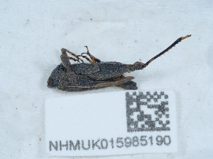  ( - NHMUK015985190)  @11 [ ] Unspecified (default): All Rights Reserved  Unspecified Unspecified