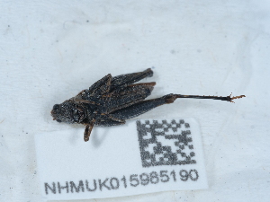  ( - NHMUK015985190)  @11 [ ] Unspecified (default): All Rights Reserved  Unspecified Unspecified