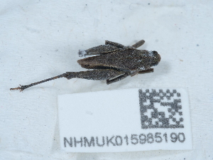  ( - NHMUK015985190)  @11 [ ] Unspecified (default): All Rights Reserved  Unspecified Unspecified