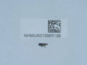  ( - NHMUK015985199)  @11 [ ] Unspecified (default): All Rights Reserved  Unspecified Unspecified