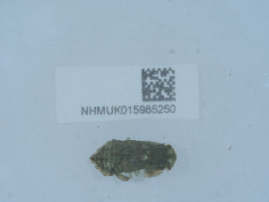  ( - NHMUK015985250)  @11 [ ] Unspecified (default): All Rights Reserved  Unspecified Unspecified