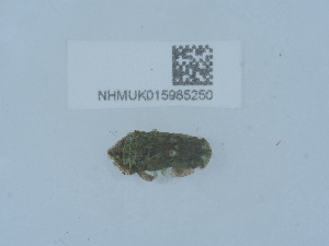  ( - NHMUK015985250)  @11 [ ] Unspecified (default): All Rights Reserved  Unspecified Unspecified