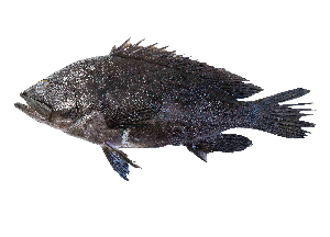  ( - SIAR87)  @11 [ ] CreativeCommons - Attribution Non-Commercial (2023) Unspecified National Fisheries Research and Development Institute