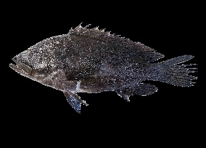  ( - SIAR87)  @11 [ ] by-nc (2022) Unspecified NFRDI