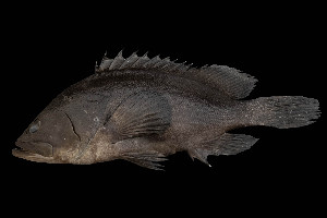  ( - SIAR88)  @11 [ ] by-nc (2022) National Fisheries Research and Development Institute NFRDI