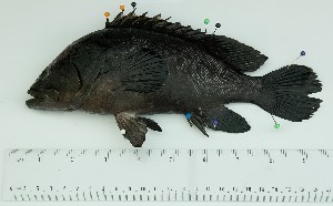  ( - SIAR89)  @11 [ ] by-nc (2022) National Fisheries Research and Development Institute NFRDI