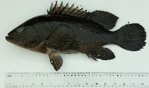  ( - SIAR90)  @11 [ ] by-nc (2022) National Fisheries Research and Development Institute NFRDI