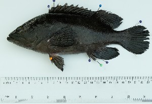  ( - SIAR91)  @11 [ ] by-nc (2022) National Fisheries Research and Development Institute NFRDI