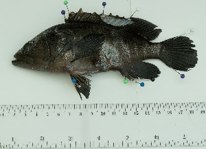  ( - SIAR92)  @11 [ ] by-nc (2022) National Fisheries Research and Development Institute NFRDI