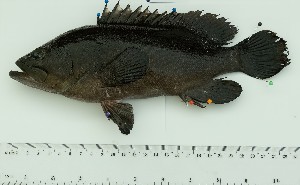  (Epinephelus polystigma - SIAR93)  @11 [ ] by-nc (2022) National Fisheries Research and Development Institute NFRDI