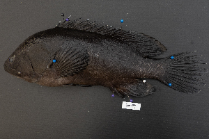  ( - SIAR94)  @11 [ ] by-nc (2022) National Fisheries Research and Development Institute NFRDI