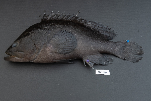  ( - SIAR95)  @11 [ ] by-nc (2022) National Fisheries Research and Development Institute NFRDI