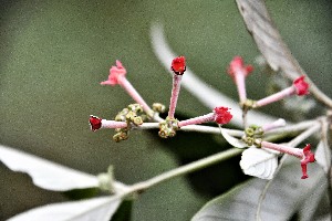  (Arachnothryx buddleioides - AVM93)  @11 [ ] CreativeCommons - Attribution Non-Commercial Share-Alike (2019) Rafael F. del Castillo Instituto Politécnico Nacional