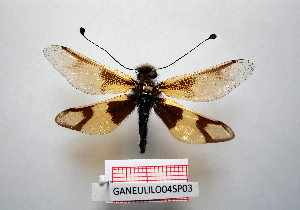  ( - GANEULILO04SP03)  @11 [ ] by-nc-nd (2022) Axel Gruppe Chair of Animal Physiology & Ethology, Faculty of Natural Sciences and Mathematics, Maribor