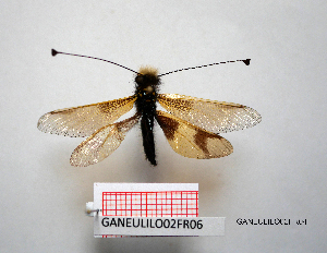  ( - GANEULILO02FR04)  @11 [ ] by-nc-nd (2022) Axel Gruppe Chair of Animal Physiology & Ethology, Faculty of Natural Sciences and Mathematics, Maribor