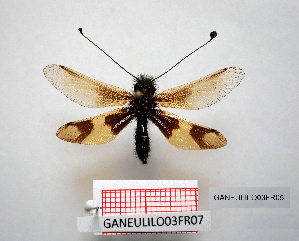  ( - GANEULILO03FR05)  @11 [ ] by-nc-nd (2022) Axel Gruppe Chair of Animal Physiology & Ethology, Faculty of Natural Sciences and Mathematics, Maribor