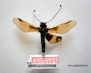  ( - GANEULILO03FR06)  @11 [ ] by-nc-nd (2022) Axel Gruppe Chair of Animal Physiology & Ethology, Faculty of Natural Sciences and Mathematics, Maribor