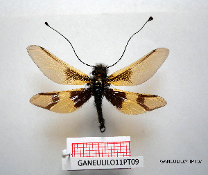  ( - GANEULILO11PT07)  @11 [ ] by-nc-nd (2022) Axel Gruppe Chair of Animal Physiology & Ethology, Faculty of Natural Sciences and Mathematics, Maribor