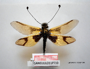  ( - GANEULILO11PT08)  @11 [ ] by-nc-nd (2022) Axel Gruppe Chair of Animal Physiology & Ethology, Faculty of Natural Sciences and Mathematics, Maribor