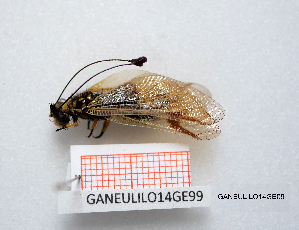  ( - GANEULILO14GE09)  @11 [ ] by-nc-nd (2022) Axel Gruppe Chair of Animal Physiology & Ethology, Faculty of Natural Sciences and Mathematics, Maribor