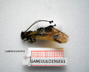  ( - GANEULILO19GE15)  @11 [ ] by-nc-nd (2022) Axel Gruppe Chair of Animal Physiology & Ethology, Faculty of Natural Sciences and Mathematics, Maribor