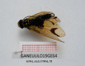  ( - GANEULILO19GE18)  @11 [ ] by-nc-nd (2022) Axel Gruppe Chair of Animal Physiology & Ethology, Faculty of Natural Sciences and Mathematics, Maribor