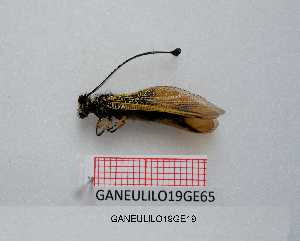  ( - GANEULILO19GE19)  @11 [ ] by-nc-nd (2022) Axel Gruppe Chair of Animal Physiology & Ethology, Faculty of Natural Sciences and Mathematics, Maribor