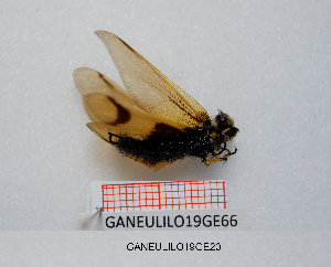  ( - GANEULILO19GE20)  @11 [ ] by-nc-nd (2022) Axel Gruppe Chair of Animal Physiology & Ethology, Faculty of Natural Sciences and Mathematics, Maribor