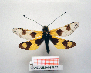  ( - GANEULIMA08SL47)  @11 [ ] by-nc-nd (2022) Axel Gruppe Chair of Animal Physiology & Ethology, Faculty of Natural Sciences and Mathematics, Maribor