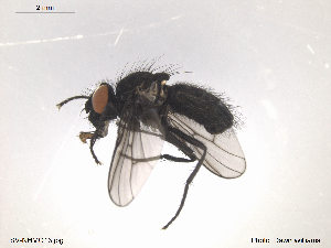  ( - SV-NHMO13)  @13 [ ] CreativeCommons - Attribution (2013) Dawn Williams University of Oslo, Natural History Museum