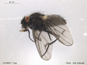  ( - SV-NHMO14)  @13 [ ] CreativeCommons - Attribution (2013) Dawn Williams University of Oslo, Natural History Museum