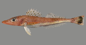  (Bembras adenensis - SPR22_105)  @11 [ ] by-nc-sa (2023) SAIAB SAIAB