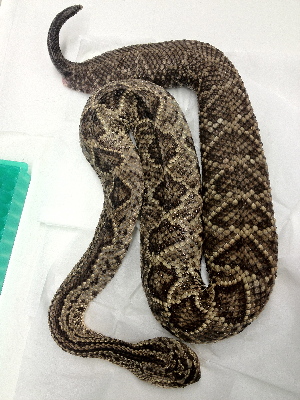  (Crotalus - BIOUG-PW050)  @11 [ ] Unspecified (default): All Rights Reserved  Unspecified Unspecified