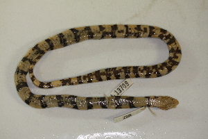  ( - MCZ Herp R-177904)  @11 [ ] CreativeCommons - Attribution (2013) Unspecified Centre for Biodiversity Genomics