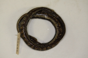  ( - MCZ Herp R-46499)  @11 [ ] CreativeCommons - Attribution (2013) Unspecified Centre for Biodiversity Genomics