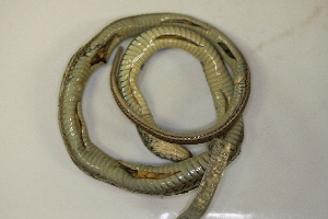  ( - MCZ Herp R-79632)  @11 [ ] CreativeCommons - Attribution (2013) Unspecified Centre for Biodiversity Genomics