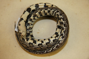  (Pantherophis emoryi - USNM 470210)  @11 [ ] CreativeCommons - Attribution (2013) Unspecified Centre for Biodiversity Genomics