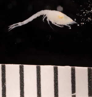  (Leucon antarcticus - 4222.1E)  @11 [ ] by-nc-nd (2023) Sarah Gerken University of Alaska Anchorage