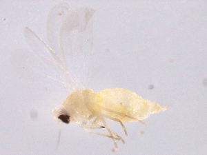  ( - EAPZ E2161-2)  @12 [ ] creative commons  non-commercial only (2017) Universidad Zamorano Universidad Zamorano