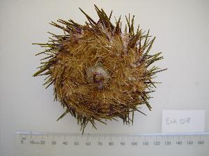  (Heliocidaris erythrogramma - Ech018)  @13 [ ] CreativeCommons - Attribution Non-Commercial (2010) CSIRO Marine and Atmospheric Research CSIRO Marine and Atmospheric Research