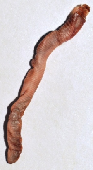  ( - E7VDH40)  @12 [ ] Copyright (2013) Dr.G.D. Khedkar Paul Hebert Centre for DNA Barcoding and Biodiversity Studies