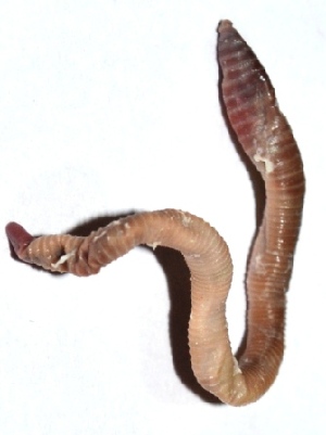  ( - E7VDH52)  @12 [ ] Copyright (2014) PHCDBS Paul Hebert Center for DNA Barcoding and Biodiversity Studies