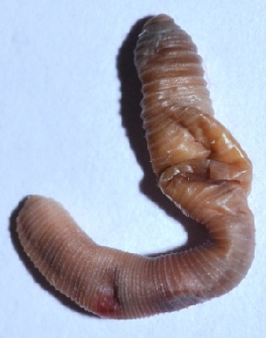  ( - E7VDH93)  @12 [ ] Copyright (2014) PHCDBS Paul Hebert Center for DNA Barcoding and Biodiversity Studies