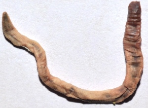  ( - E7VDH96)  @12 [ ] Copyright (2014) PHCDBS Paul Hebert Center for DNA Barcoding and Biodiversity Studies