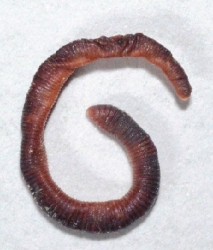  ( - APTU36)  @12 [ ] Copyright (2014) PHCDBS Paul Hebert Center for DNA Barcoding and Biodiversity Studies