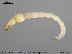  ( - EBAI-Ch104)  @13 [ ] CreativeCommons - Attribution Non-Commercial Share-Alike (2016) NTNU University Museum, Department of Natural History NTNU University Museum, Department of Natural History