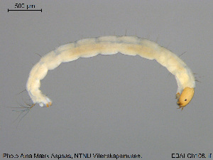  ( - EBAI-Ch106)  @12 [ ] CreativeCommons - Attribution Non-Commercial Share-Alike (2016) NTNU University Museum, Department of Natural History NTNU University Museum, Department of Natural History