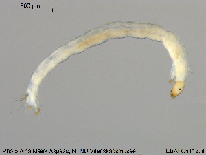  ( - EBAI-Ch112)  @12 [ ] CreativeCommons - Attribution Non-Commercial Share-Alike (2016) NTNU University Museum, Department of Natural History NTNU University Museum, Department of Natural History