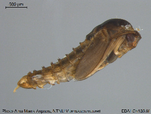  ( - EBAI-Ch130)  @12 [ ] CreativeCommons - Attribution Non-Commercial Share-Alike (2016) NTNU University Museum, Department of Natural History NTNU University Museum, Department of Natural History