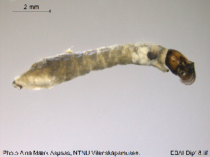  ( - EBAI-Dip018)  @12 [ ] CreativeCommons - Attribution Non-Commercial Share-Alike (2016) NTNU University Museum, Department of Natural History NTNU University Museum, Department of Natural History